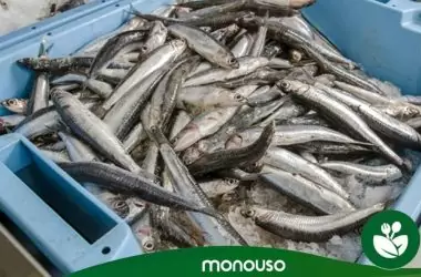 Consejos para prevenir el anisakis en 2025